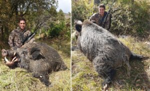 Caza el jabalí de su vida: un viejo 'monstruo' de 230 kilos