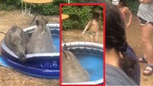 Dos grandes jabalíes se bañan en una piscina infantil con niños alrededor