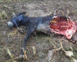 Los lobos se pasean por un pueblo asturiano y matan a un burro: «no podemos salir de casa por las noches»