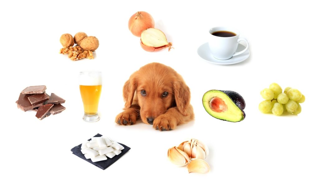 9 alimentos que jamás debes dar a tu perro