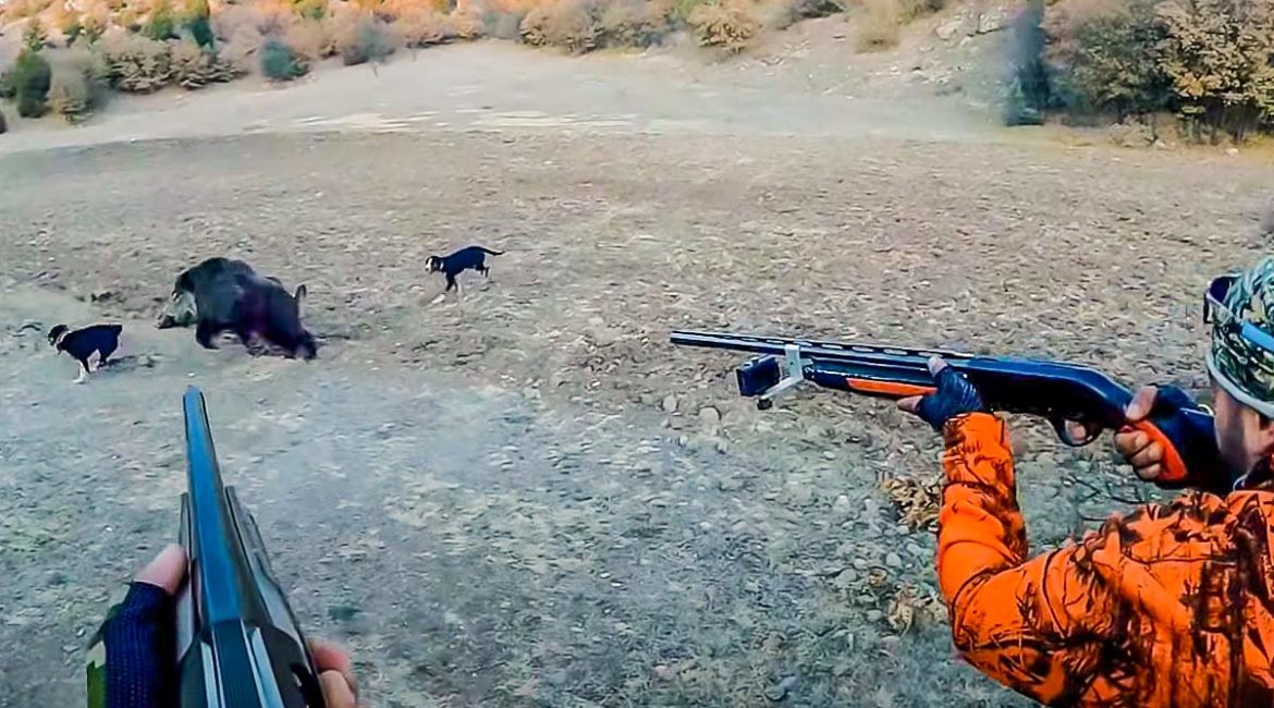 Los dos cazadores apuntan al jabalí entre dos perros. / YouTube
