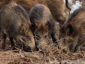 Bélgica combate a contrarreloj la Peste Porcina Africana Soldados-peste-porcina-africana-jabalies-belgica-2-2-300x225