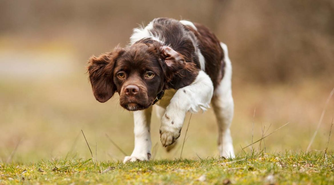 Así es el epagneul bretón: una de las razas de perro de muestra preferidas por los cazadores