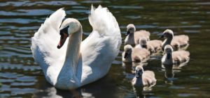 PACMA vuelve a demostrar su ignorancia sobre fauna: confunde patos con cisnes