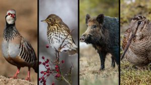 Temporada general de caza 2020/2021: fechas, especies y órdenes de vedas, comunidad por comunidad