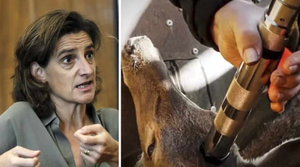 El Gobierno celebra la prohibición de la caza en PPNN (pero no explica cómo matará a los animales desde ahora)