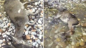 Un cazador graba las «terribles consecuencias» de Filomena para la fauna en Palencia