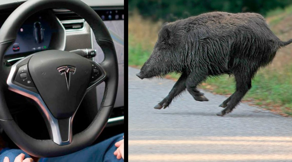 Un Tesla autopilotado está a punto de atropellar a un jabalí