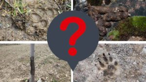 Test para cazadores (o no): ¿A qué animal pertenecen estos rastros?