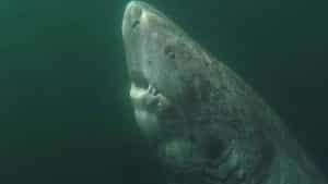 El animal vertebrado más longevo del mundo es un tiburón que puede tener cerca de cinco siglos