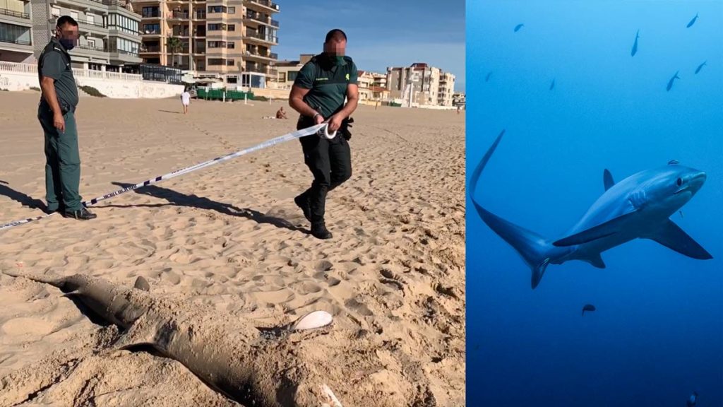 Las autoridades aseguran que se trataba de un tiburón zorro.