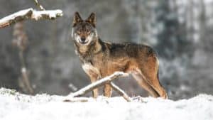 La tierra de los lobos se congela: -35,6º grados en Valdeón (León)