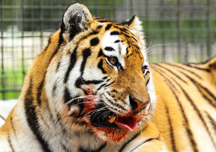 Una mujer muere y otra es herida tras sufrir el ataque de dos tigres