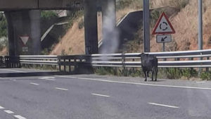 Un cazador abate un toro bravo que se había escapado en Toledo tras pedírselo la Policía