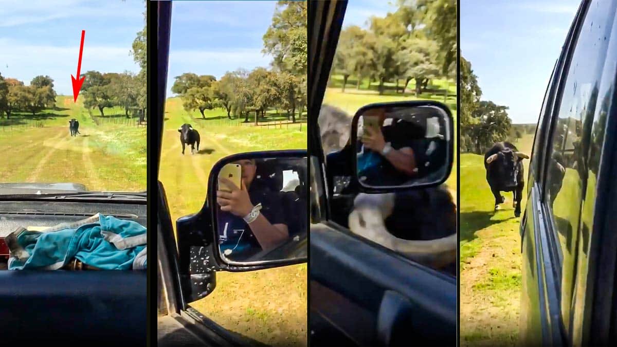 Un toro bravo de 500 kilos cabreado embiste contra un 4×4 en un camino sin salida