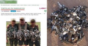 Europa amenaza a España por cazar ordenadamente tórtolas mientras en Marruecos se masacran