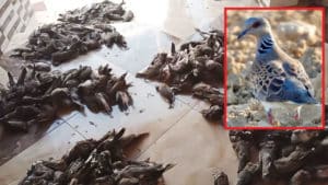 Un nuevo vídeo con cientos de tórtolas muertas indigna a los cazadores españoles