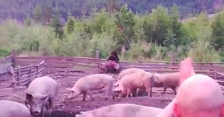 un oso devora vivo a un cerdo delante del ganadero 