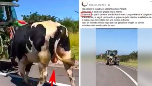 El animalista que confundió a un semental con una vaca lechera rectifica, pero sigue atacando a los ganaderos