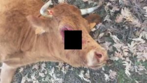 Un ganadero graba a una vaca moribunda sangrando por los ojos tras un ataque de buitres