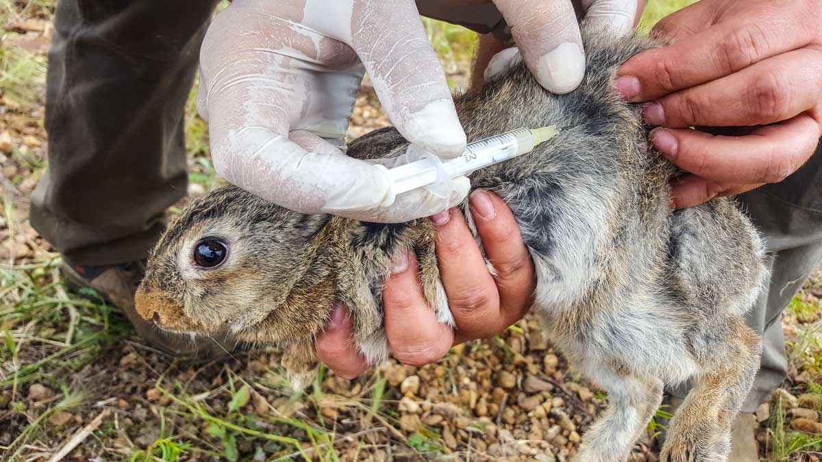 Investigadores de seis países se unen para una vacuna que proteja al conejo de