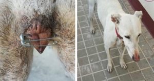 Imperdibles en la vulva de las perras, la última 'fake news' animalista para criminalizar a los cazadores