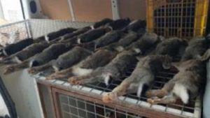 Hasta 6.000 euros de sanción por capturar 24 conejos en un polígono industrial
