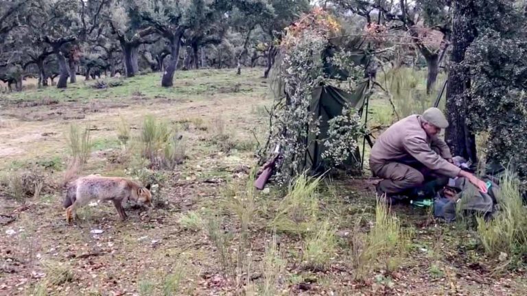 El cazador se acerca a sus pertenencias mientras el zorro se acerca. / Facebook