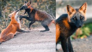 Fotografían a un zorro salvaje con un sorprendente pelaje