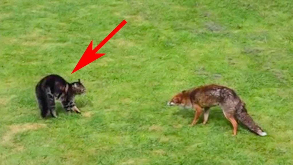 Momento en el que el gato hace frente al zorro.