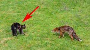 Un zorro intenta intimidar a un gran gato, pero elige al felino equivocado