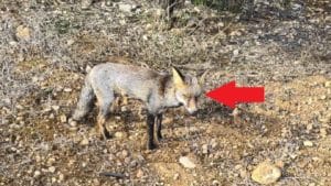 Graba a un zorro con una enfermedad no identificada: «Parecía mixomatosis»