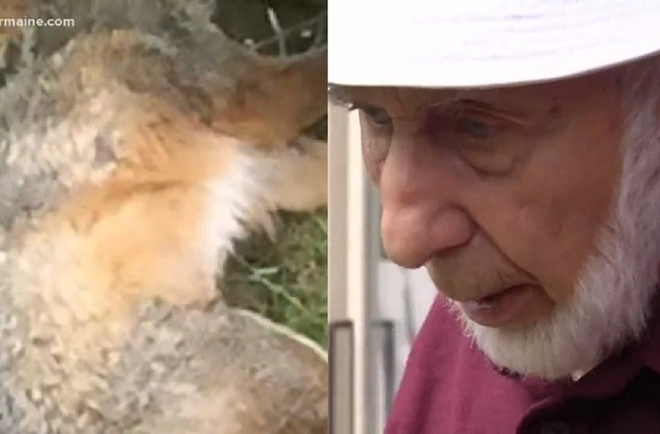 Un anciano de 95 años mata a un zorro rabioso que le atacó
