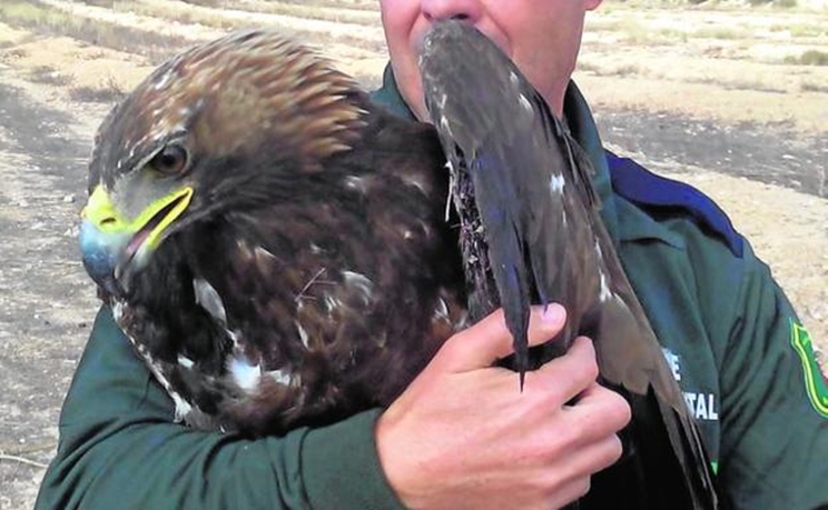 Un agente medioambiental con el águila real herida / Fotografía: LV